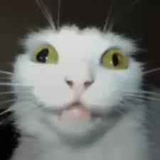 Kot